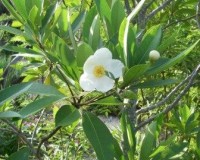 gordonia lasianthus 9-10r.jpg